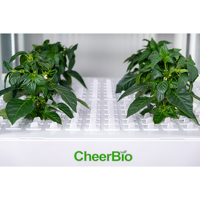 Neues Intelligentes Pflanzsyst – Indoor Garden Kit Bewertung und Preis
